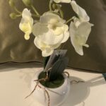 ORCHID IN POT
