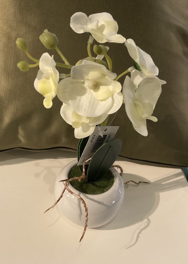 ORCHID IN POT