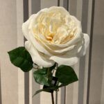 ROSE CREAM